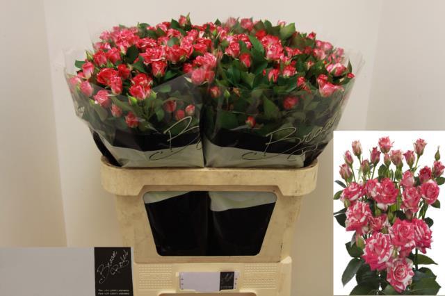 <h4>Rosa TR 'Fireworks'</h4>