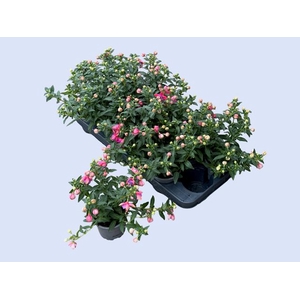 FUCHSIA EL CAMINO