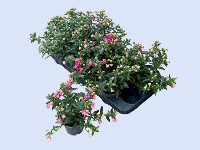 <h4>FUCHSIA EL CAMINO</h4>