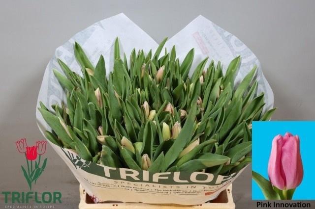 <h4>TU EN PIN INNOVATION</h4>