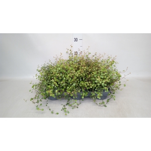 Muehlenbeckia com. 'Mao'ri'