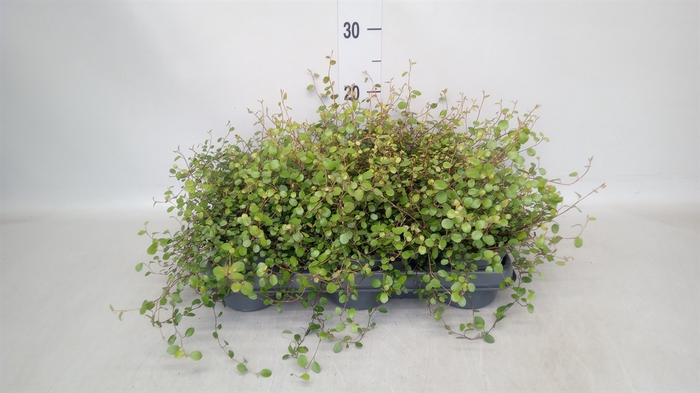 <h4>Muehlenbeckia com. 'Mao'ri'</h4>