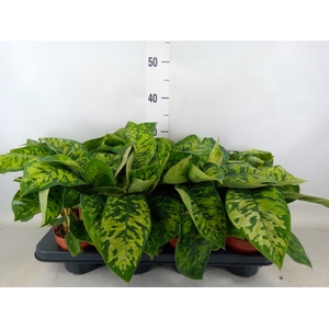 Homalomena wal. 'Camouflage'