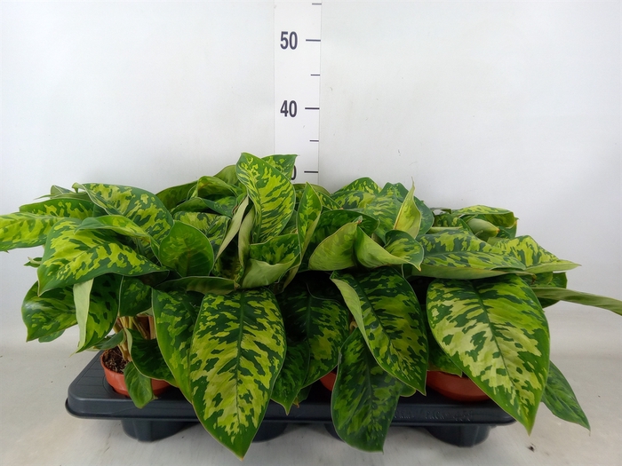<h4>Homalomena wal. 'Camouflage'</h4>