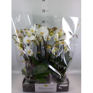 Phalaenopsis   ...white