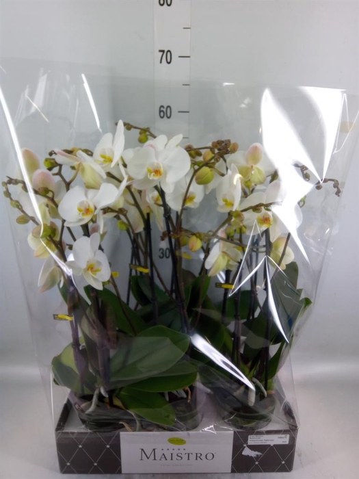 <h4>Phalaenopsis   ...white</h4>
