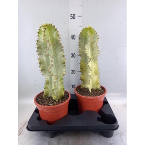 Euphorbia ingens 'Variegata'