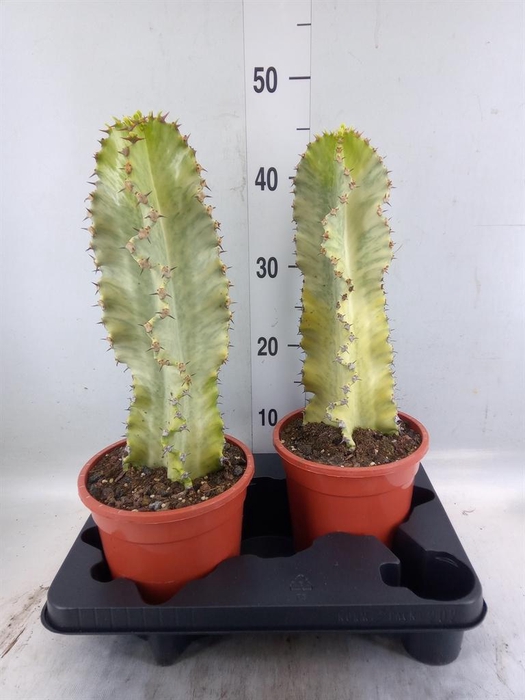 <h4>Euphorbia ingens 'Variegata'</h4>