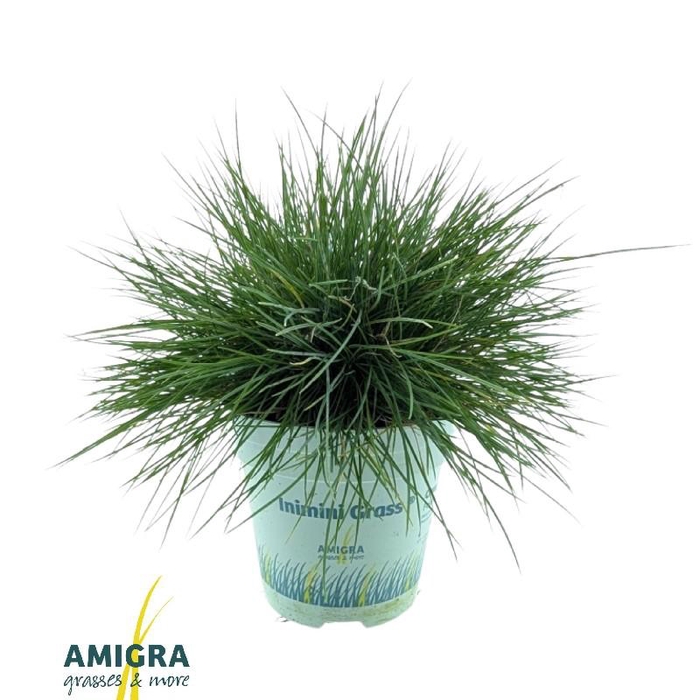 Festuca Glauca Compacta Blue®