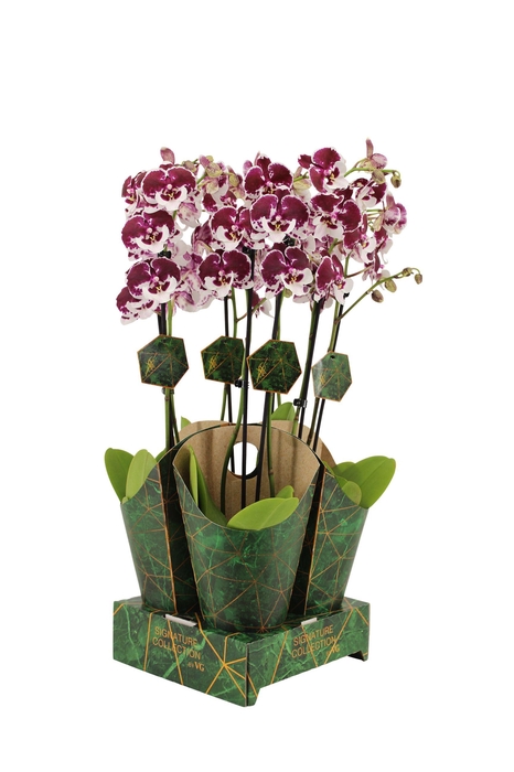 <h4>Signature Golden Nature Cover Phal Spider 2T16+</h4>