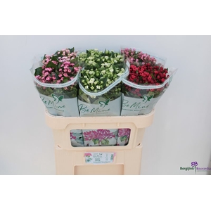 Bouvardia Mix Bucket