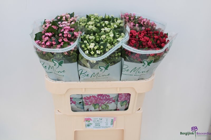 Bouvardia Mix Bucket