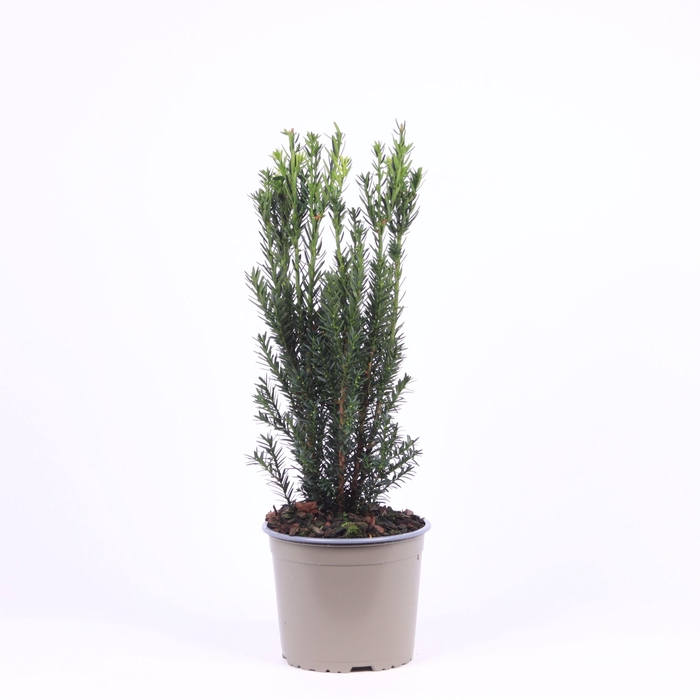 <h4>Taxus media 'Hillii'</h4>