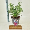 Buddleja Butterfly Candy Gemengd