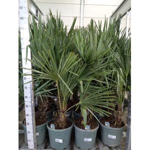 Trachycarpus fortunei
