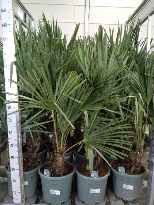 <h4>Trachycarpus fortunei</h4>