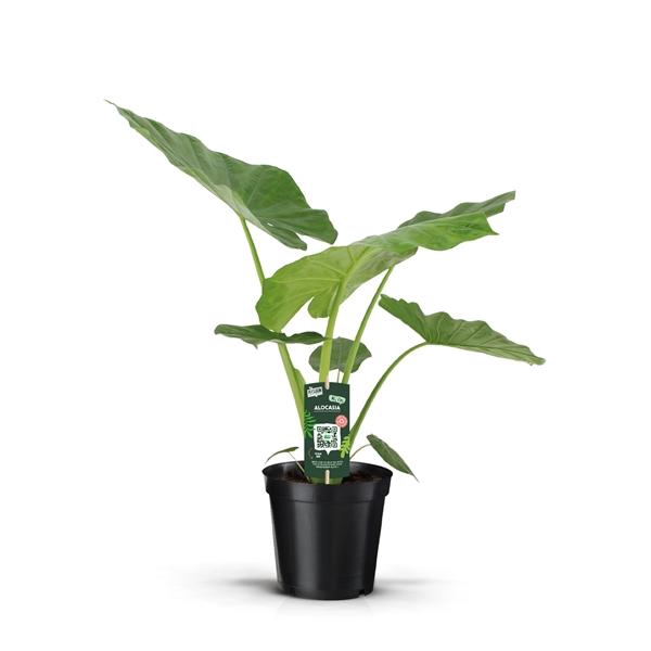 <h4>Alocasia macrorrhiza</h4>