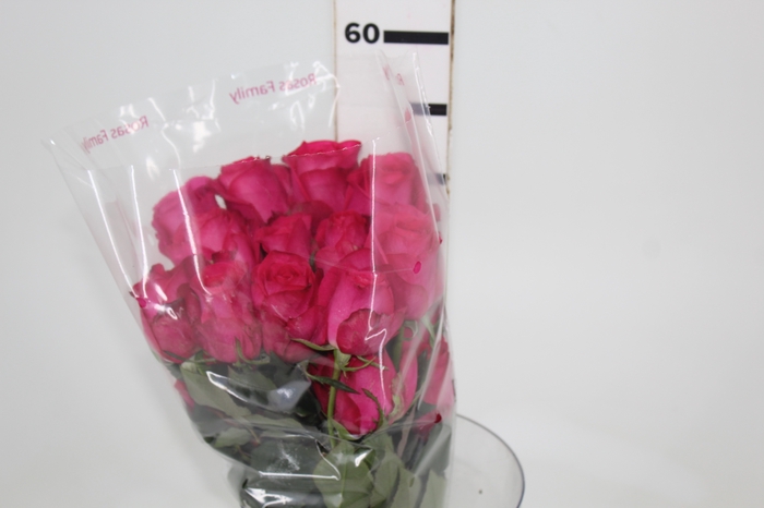 <h4>ROSA IVY 050 CM ESTUFA</h4>