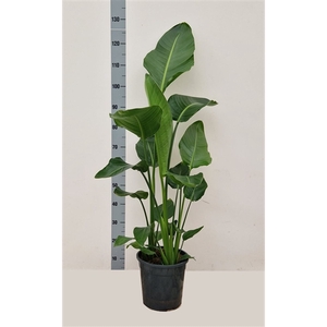 Strelitzia alba Augusta 3/4 per pot