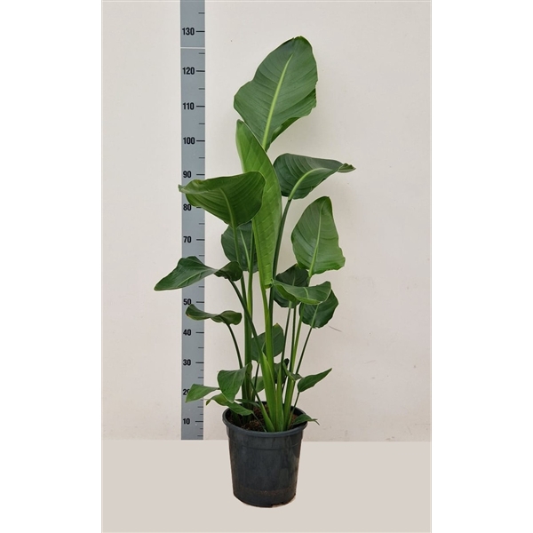 <h4>Strelitzia alba Augusta 3/4 per pot</h4>