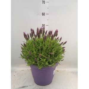 Lavandula stoec.