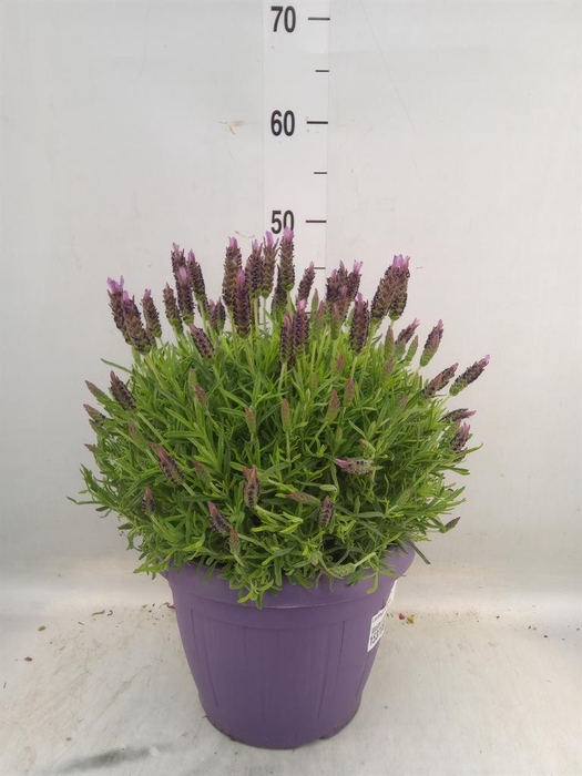 <h4>Lavandula stoec.</h4>