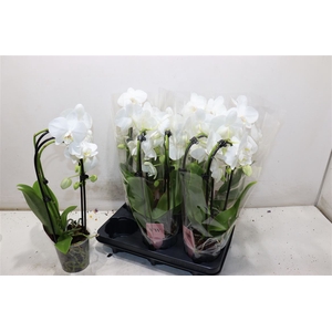 Phal El Cascade
