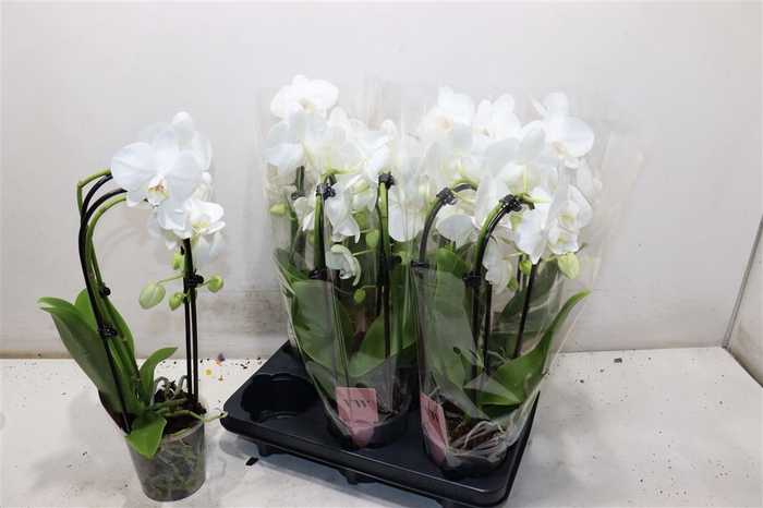 <h4>Phal El Cascade</h4>