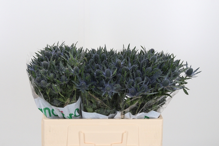 <h4>Eryng Mag Blue Lagoo</h4>
