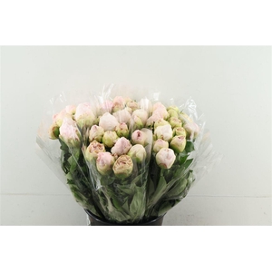 Paeo L Mother Choice 52cm