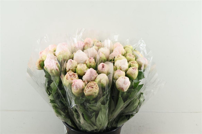 <h4>Paeo L Mother Choice 52cm</h4>