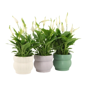 7501385: Solutionss Consideration