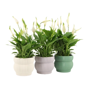 7501385: Solutionss Consideration