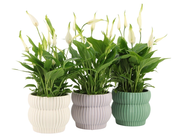 <h4>7501385: Solutionss Consideration</h4>