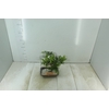 BONSAI FRUTA VASO PLASTICO 1.1L