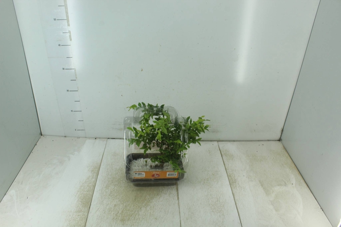 <h4>BONSAI FRUTA VASO PLASTICO 1.1L</h4>