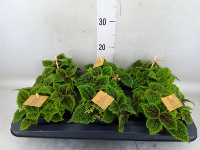 <h4>Pilea mollis 'Moon Valley'</h4>