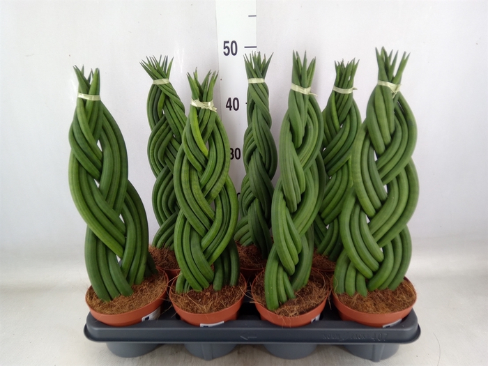 <h4>Sansevieria cyl.  ...</h4>