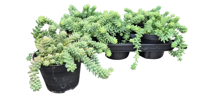 <h4>SEDUM BURRITO</h4>