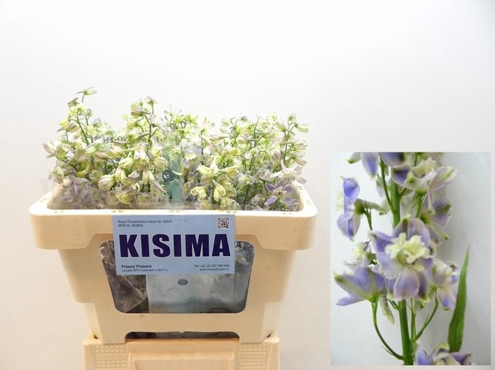 <h4>DELPH EN TRICK</h4>