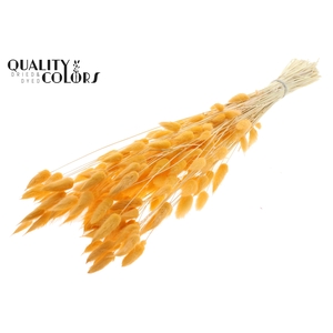 Lagurus Premium per bunch Bleached Salmon