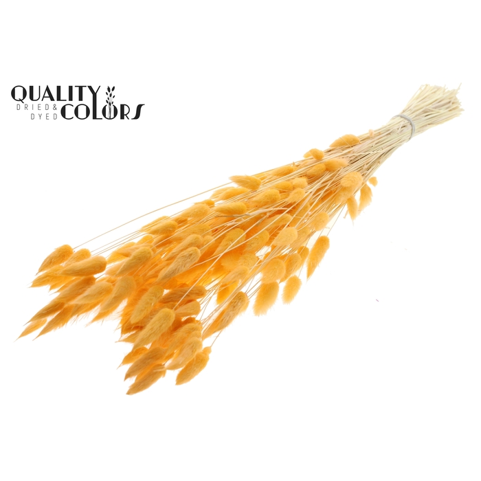 <h4>Lagurus Premium per bunch Bleached Salmon</h4>