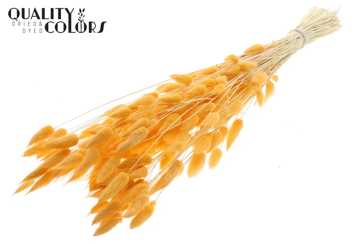 Lagurus Premium per bunch Bleached Salmon