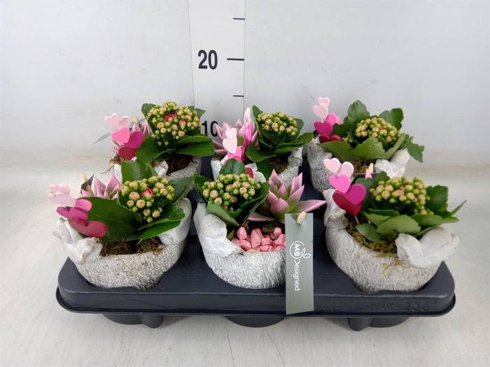 <h4>Arr.    Planten  H%</h4>