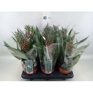 Ananas  'Rosita'