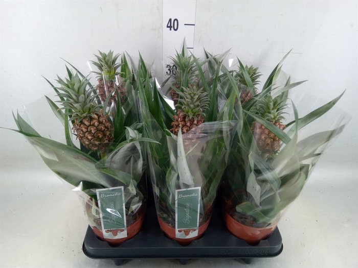 <h4>Ananas  'Rosita'</h4>