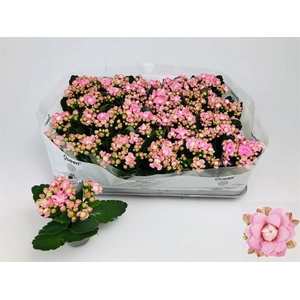 Kalanchoe More Flowers Lillian 6Ø 12cm