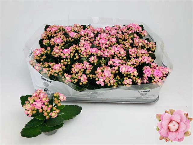 Kalanchoe More Flowers Lillian 6Ø 12cm