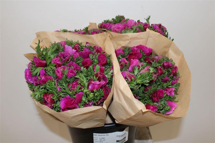 <h4>Anem Marianne Lilac</h4>