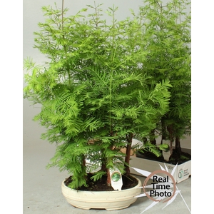 BONSAI OV